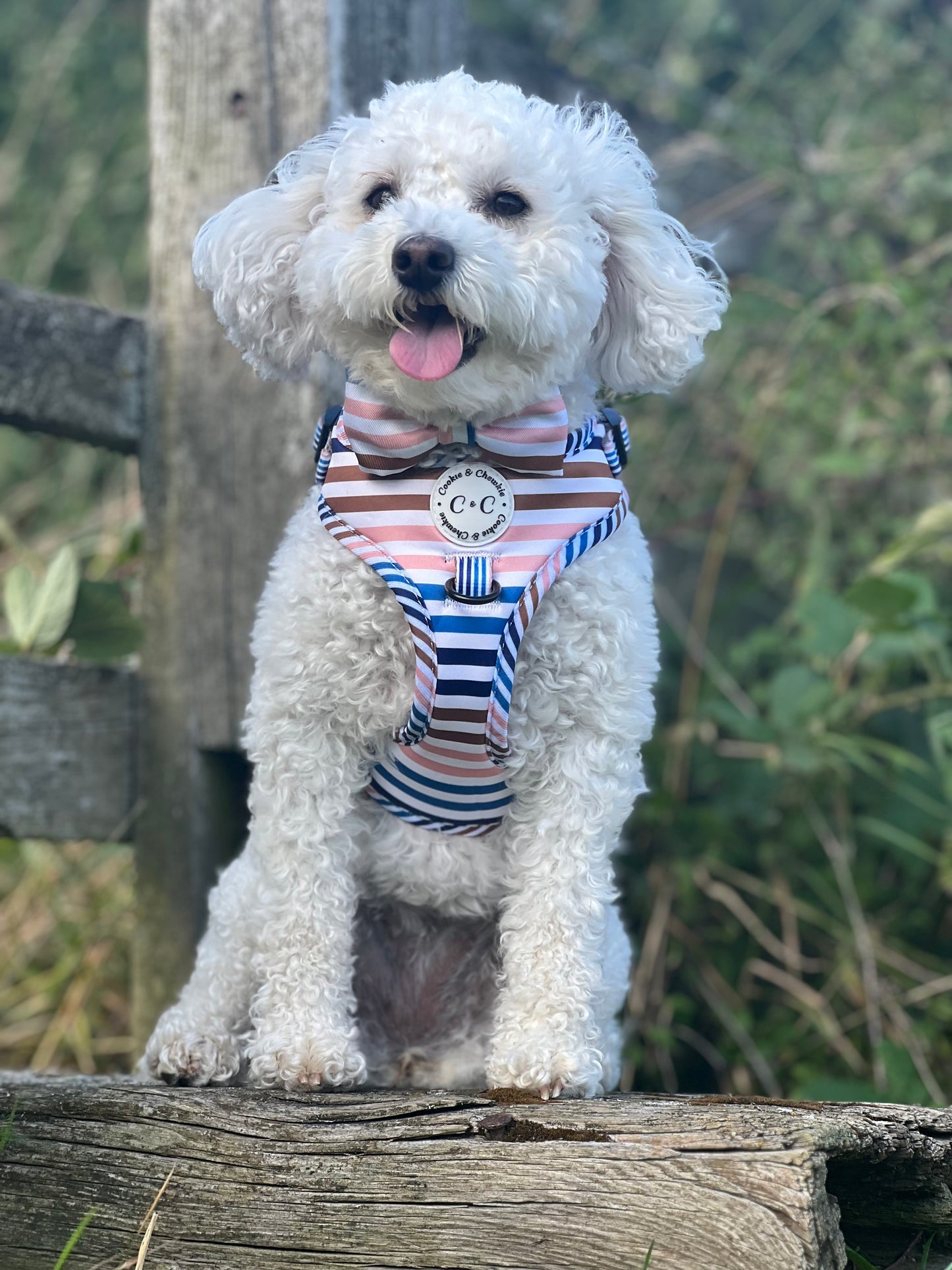Adjustable Harness - 'I've Earned My Stripes'