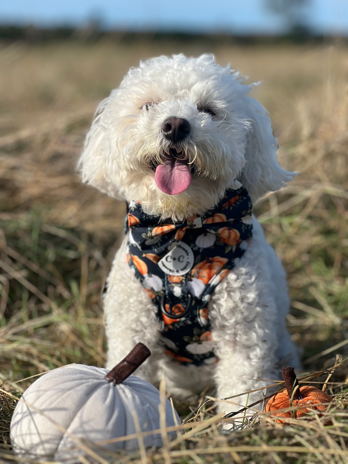 Bow Tie - 'My Little Pumpkin'