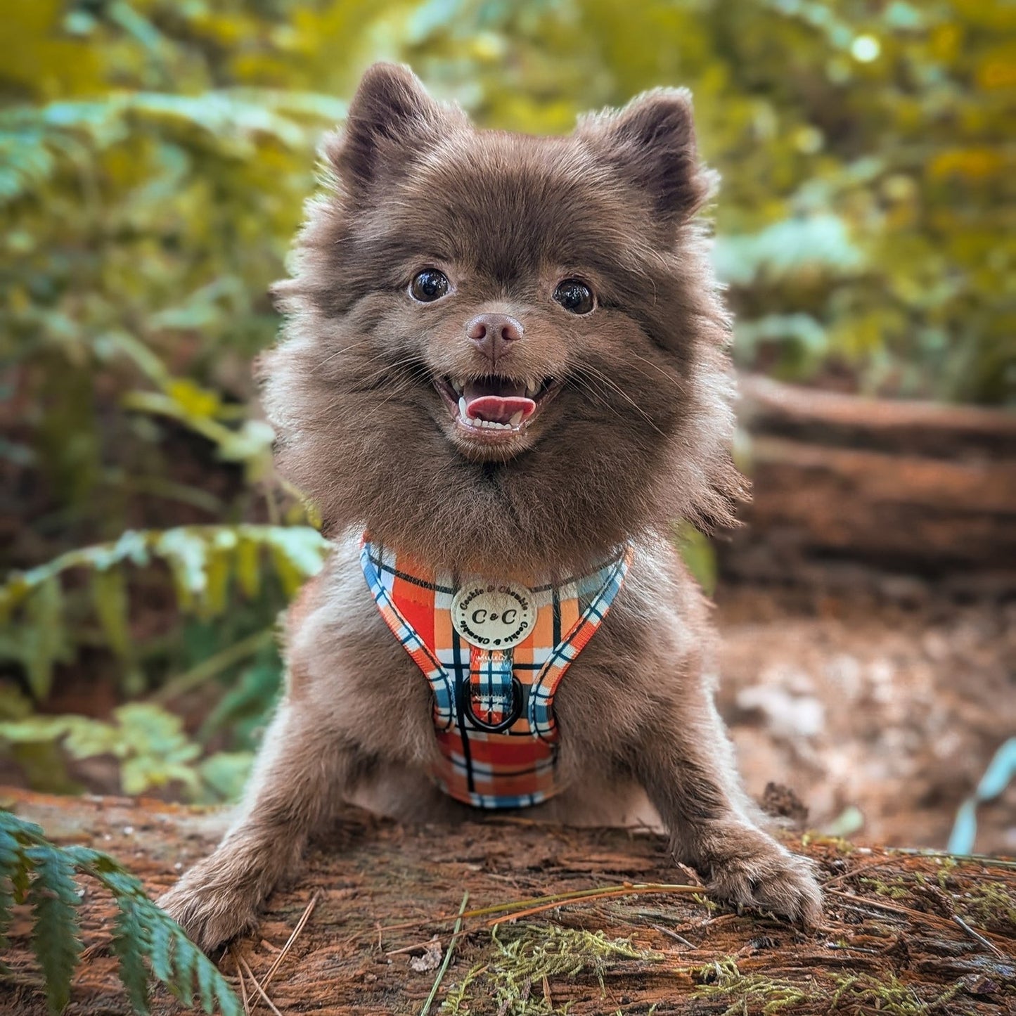Adjustable Harness - 'Plaid Romance'