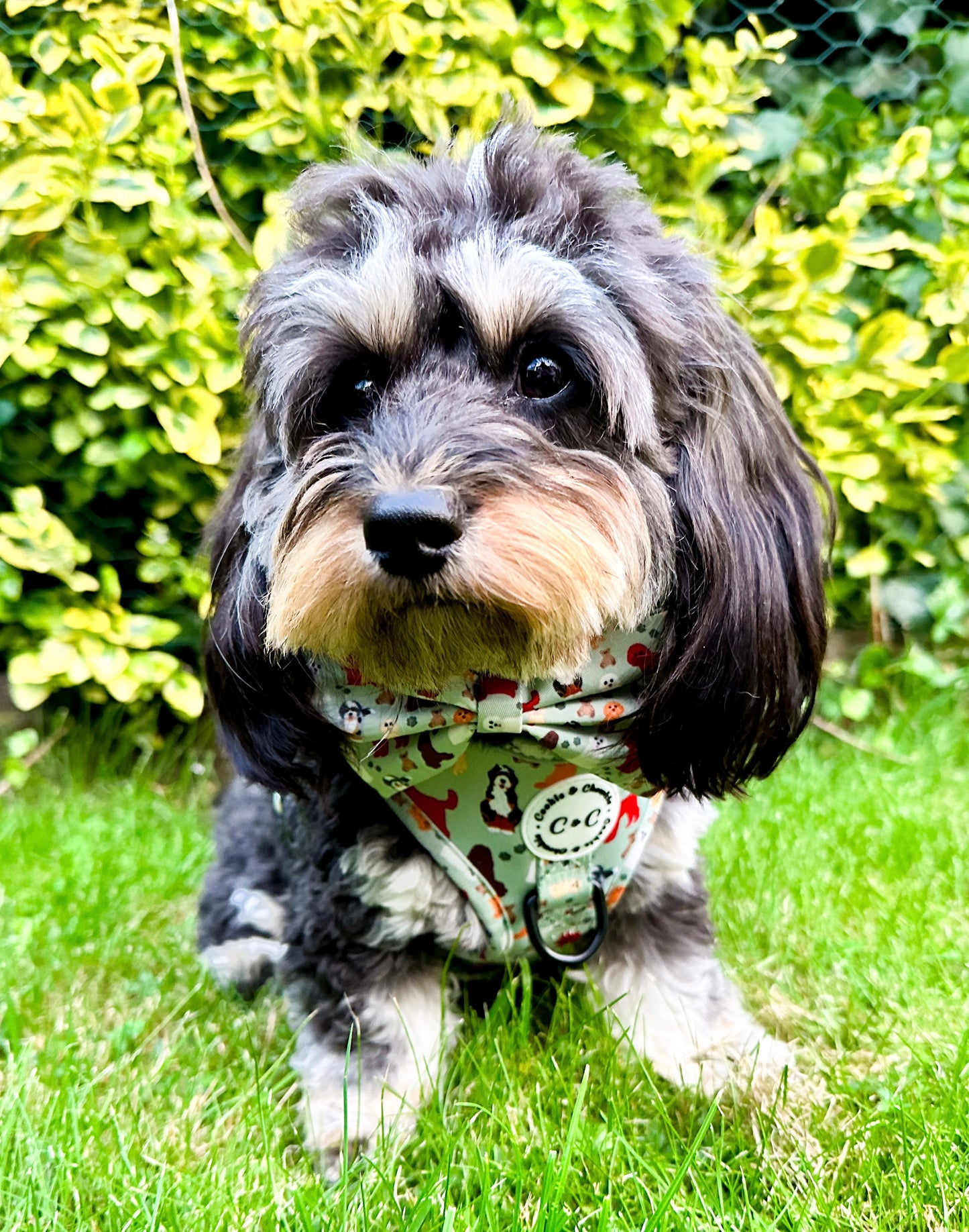 Bow Tie - 'Doodle Tales'
