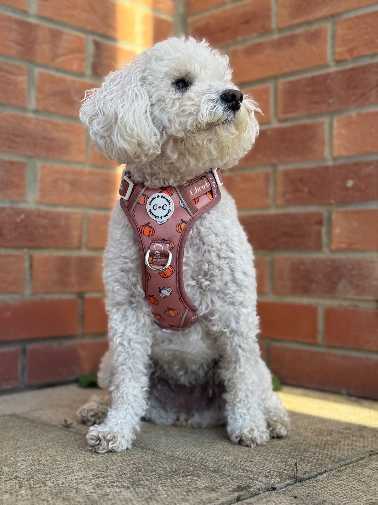 Adjustable TUFF Harness - 'Cinderella Latte'