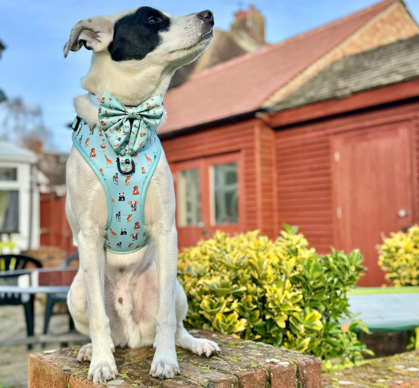 Adjustable harness - 'Circle of Life'