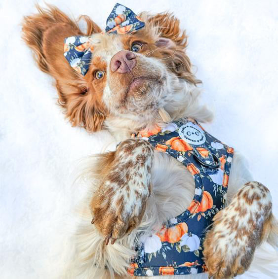 Adjustable Harness - 'My Little Pumpkin'
