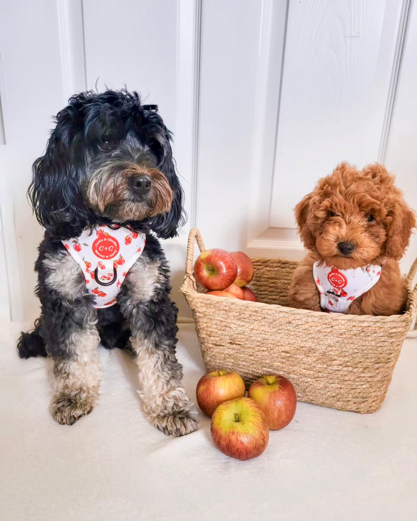 Adjustable Harness - 'Apple Pawtumn Jeans'