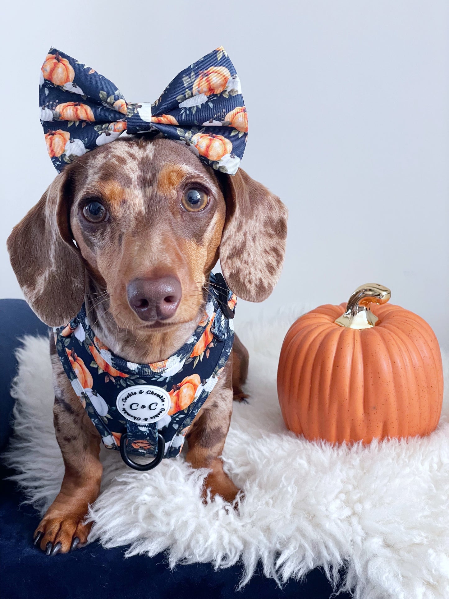 Adjustable Harness - 'My Little Pumpkin'