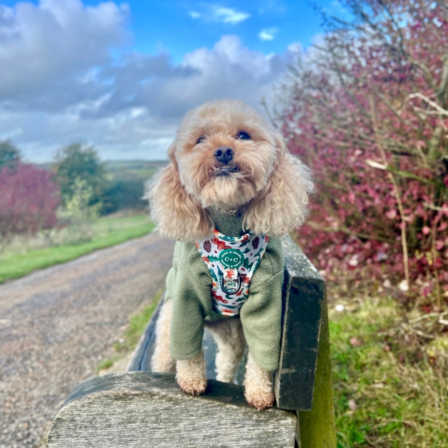 Adjustable Harness - 'Festive Pawpourri'