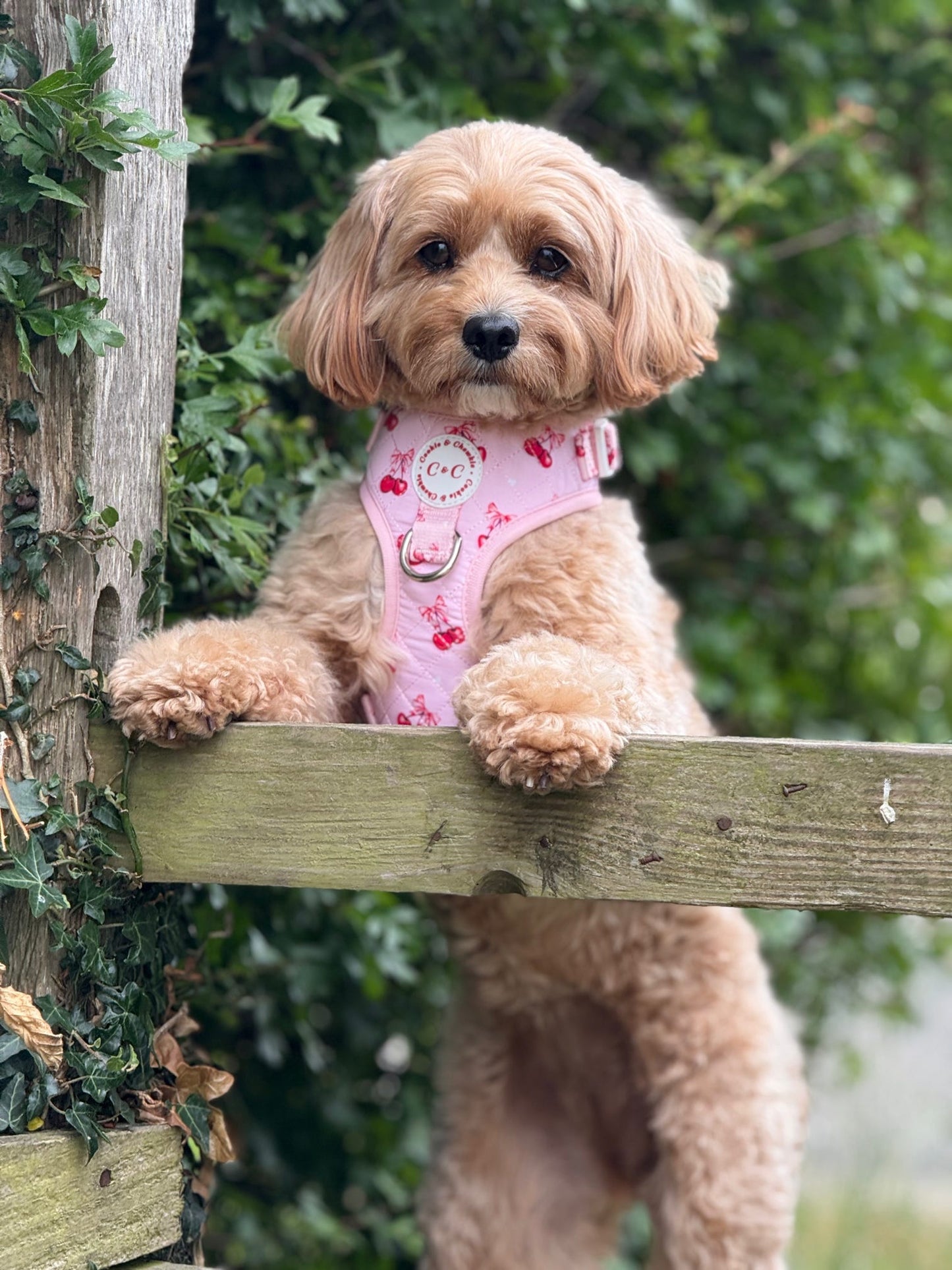 Adjustable Quilted Harness - 'Chérie Amour'