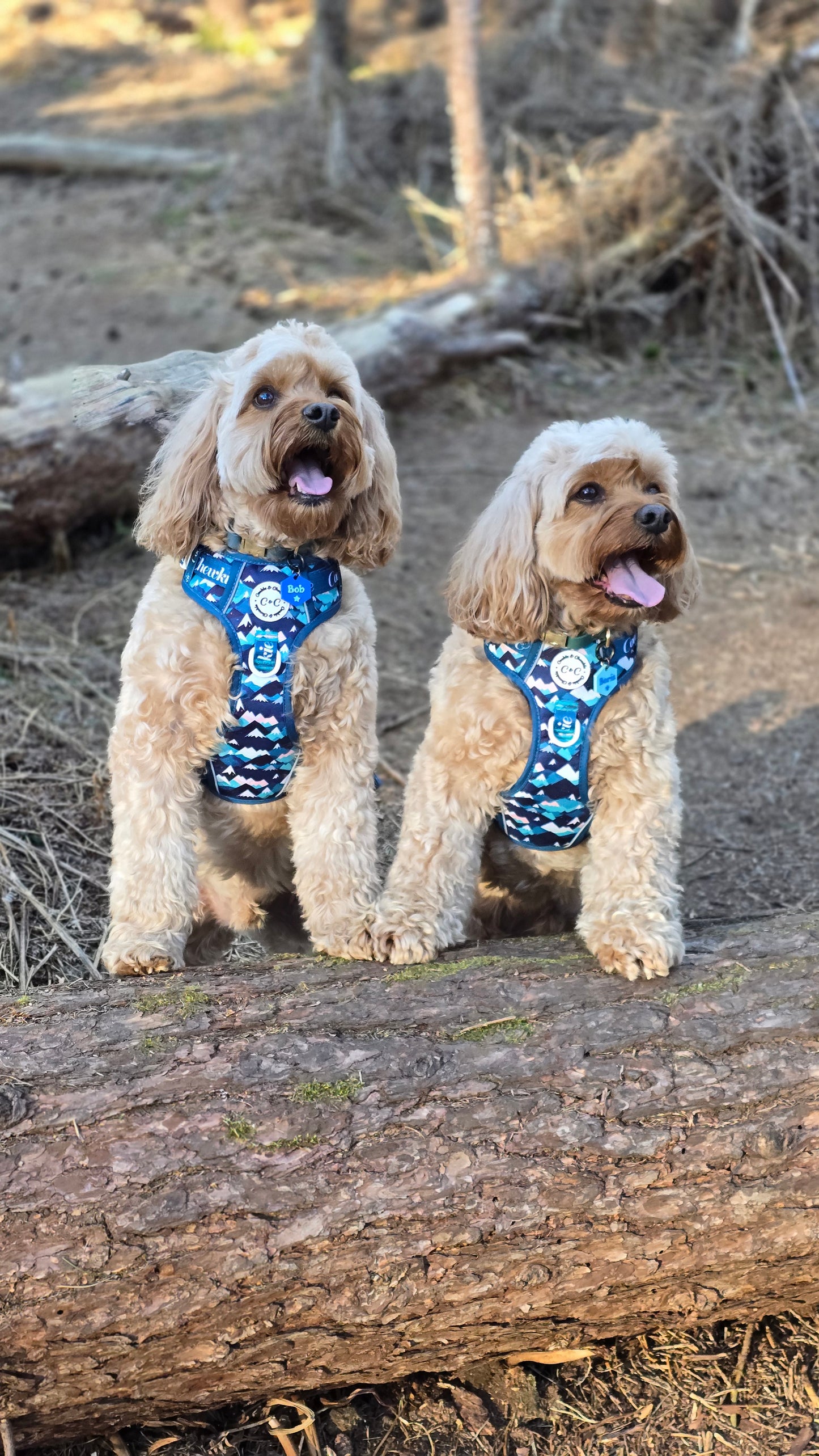 Adjustable TUFF Harness - 'Hike n' Seek'