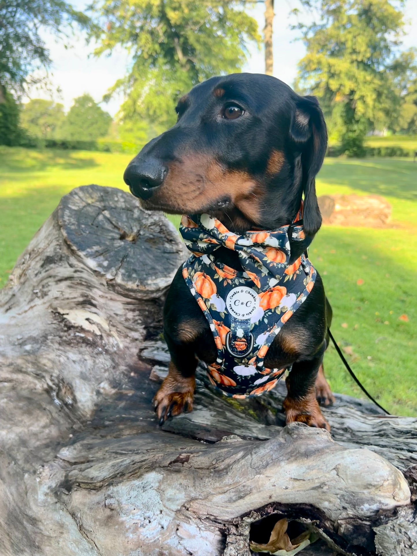 Adjustable Harness - 'My Little Pumpkin'