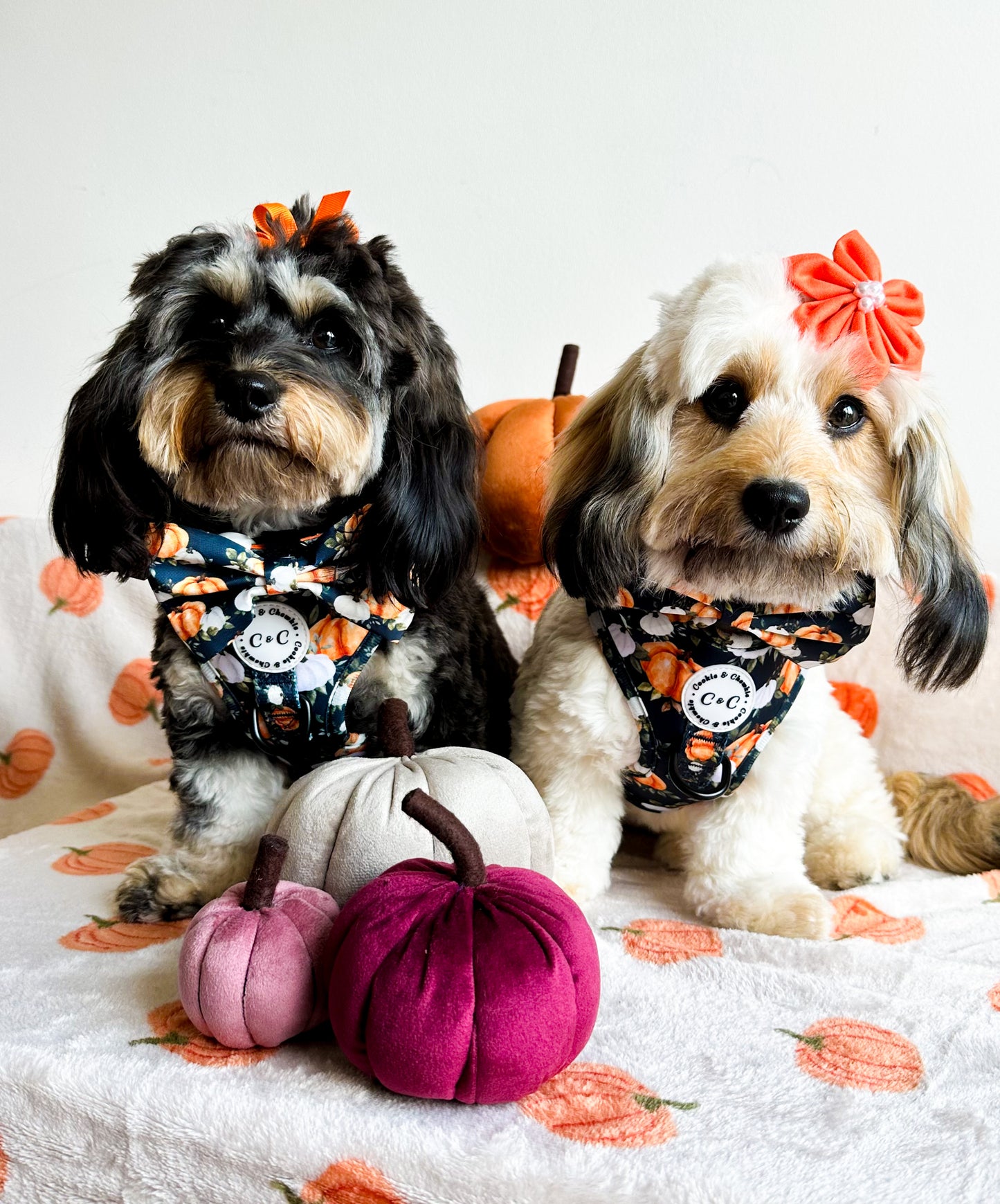 Adjustable Harness - 'My Little Pumpkin'