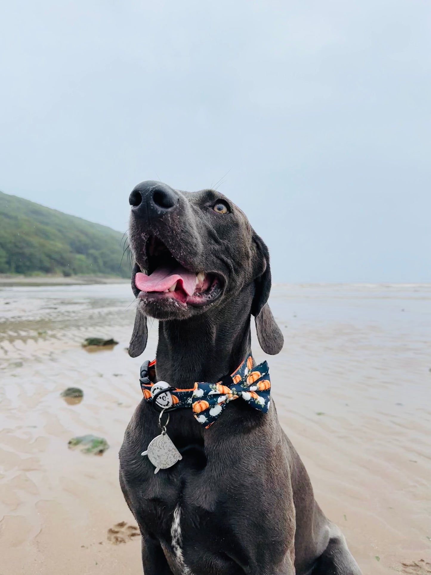 Adjustable Harness - 'My Little Pumpkin'