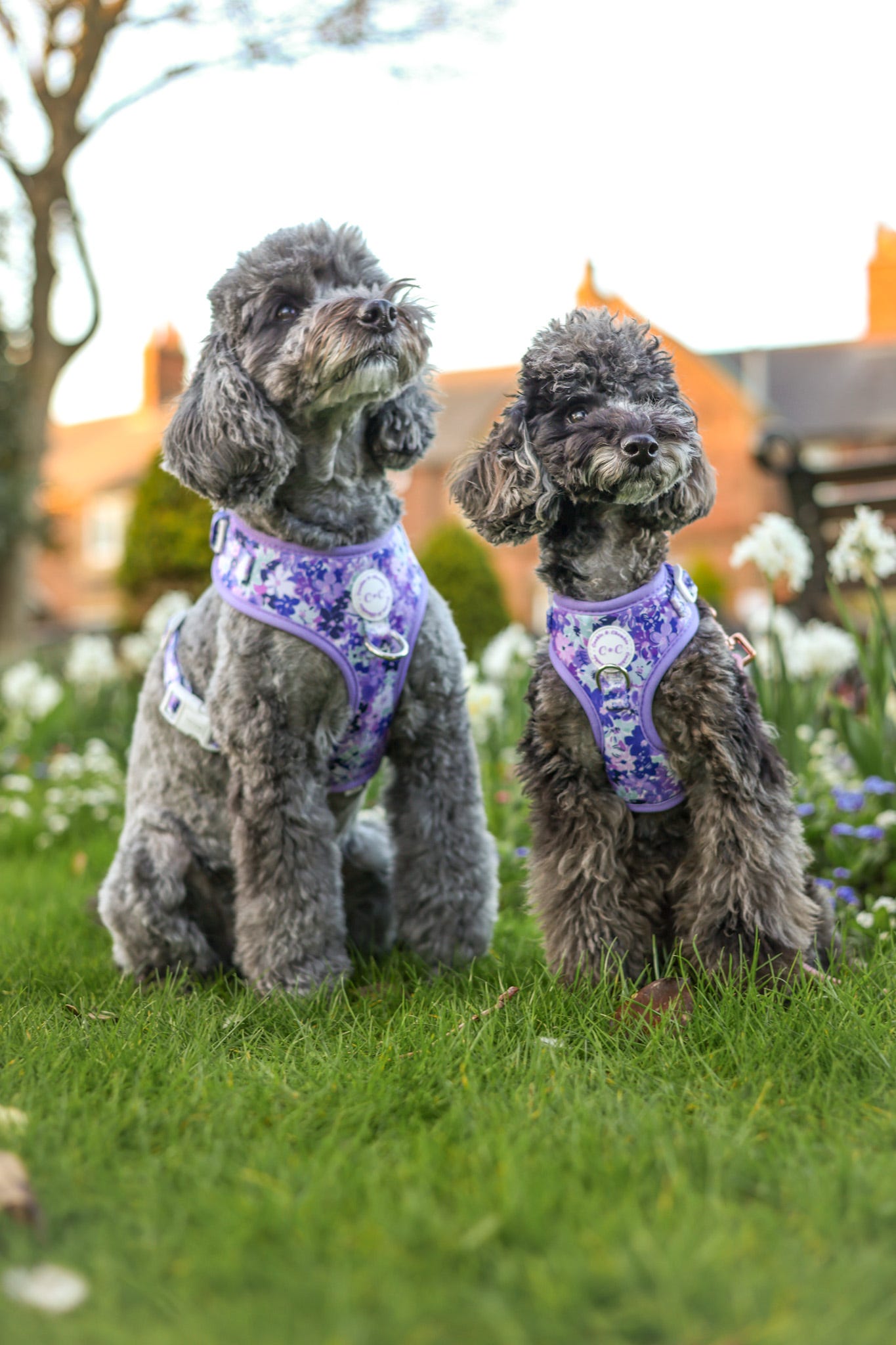Adjustable Harness - 'Reine des Fleurs'