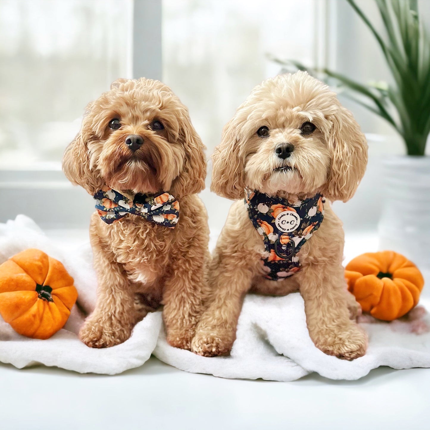 Adjustable Harness - 'My Little Pumpkin'