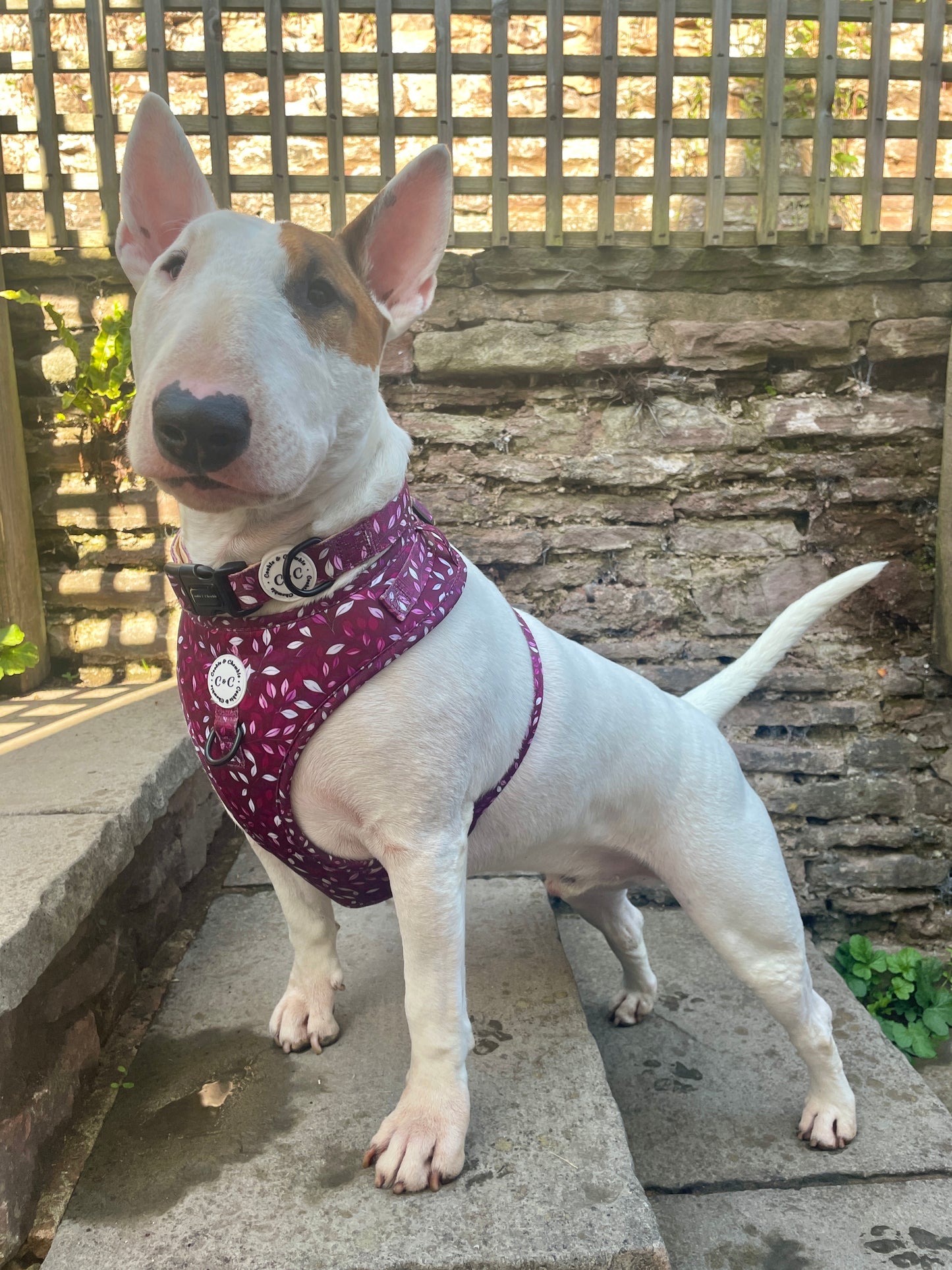 Adjustable Harness - 'Don't Stop Be-Leafing - Merlot'