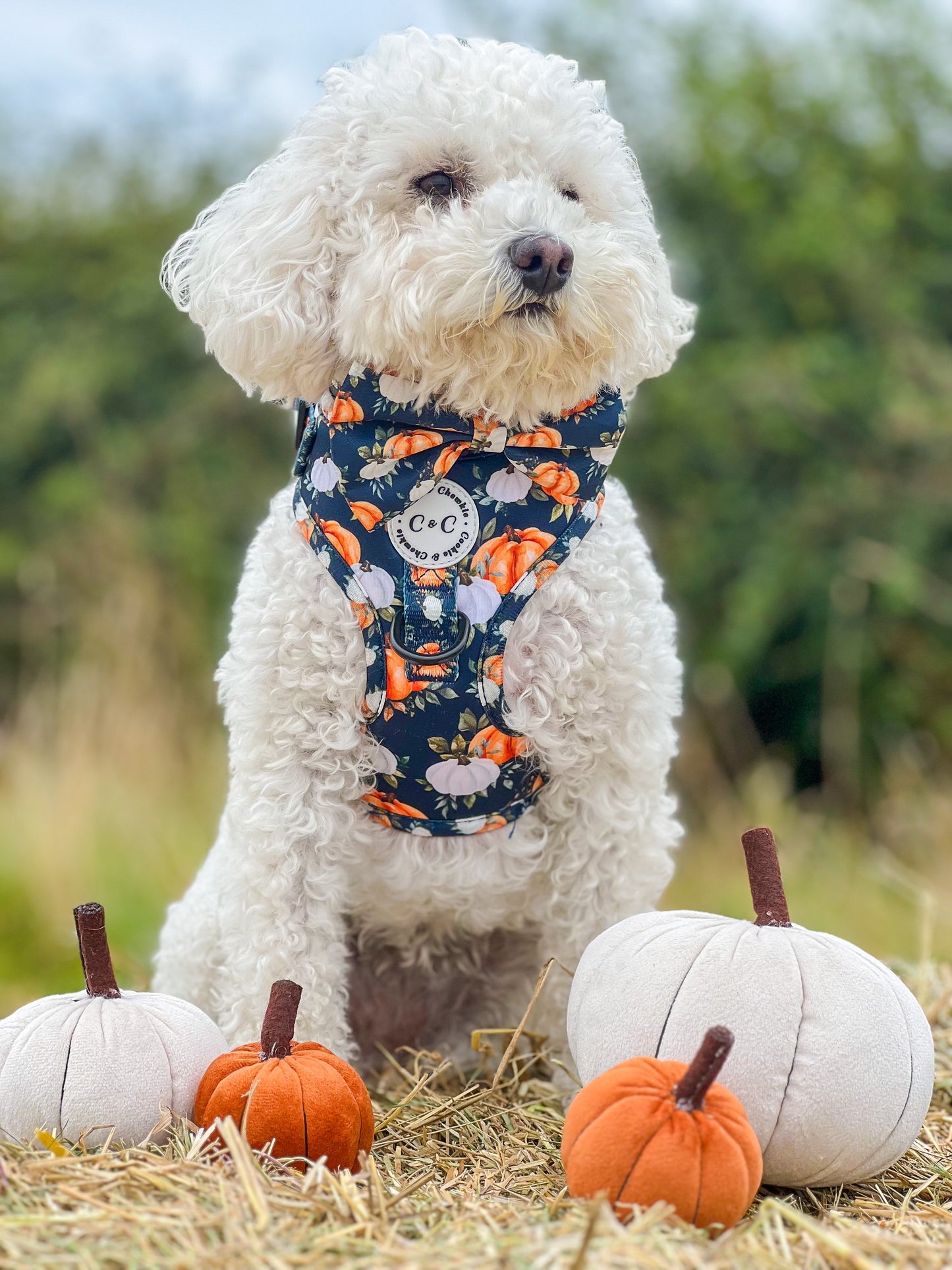 Adjustable Harness - 'My Little Pumpkin'