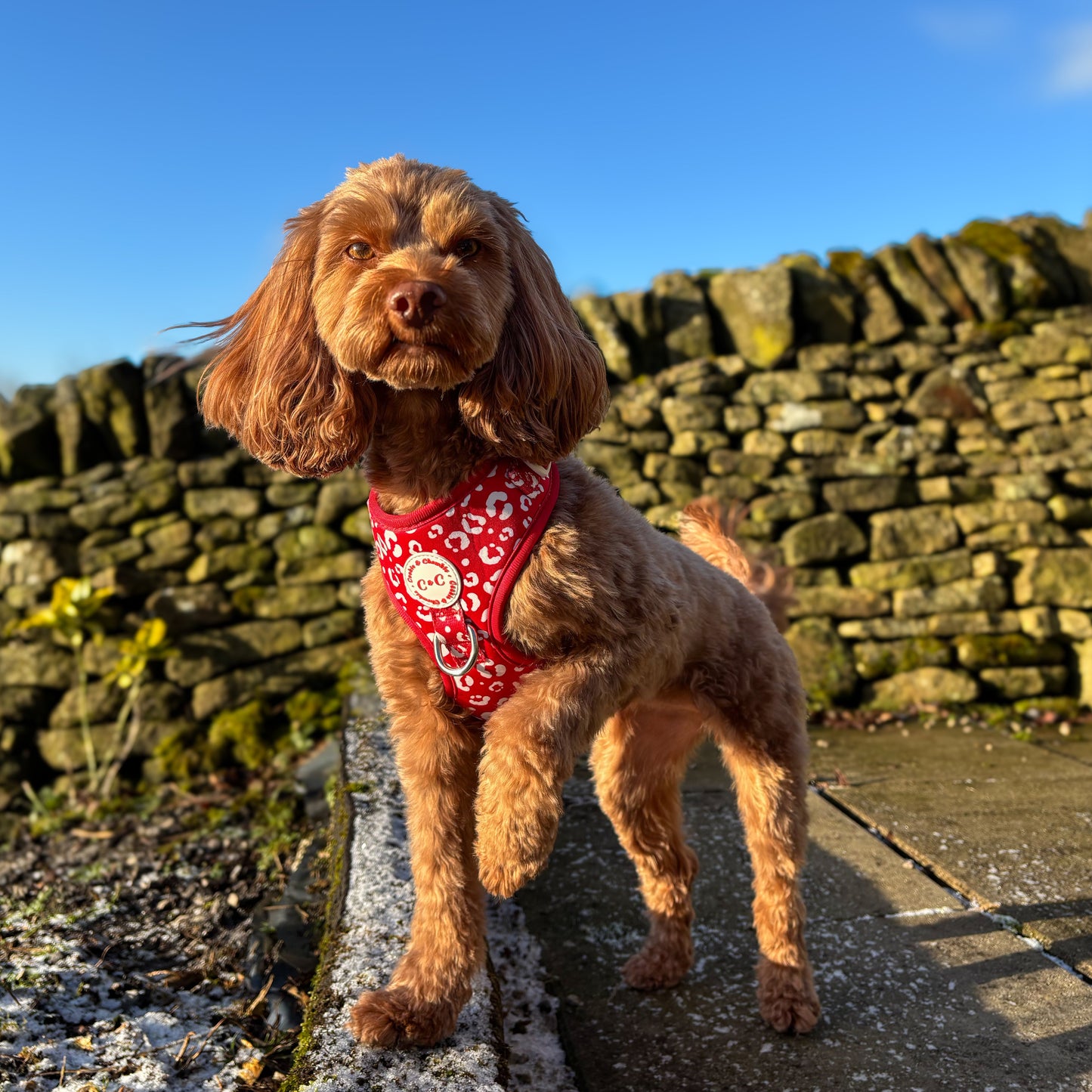 Adjustable Harness - 'Wildest Dreams - Rouge'