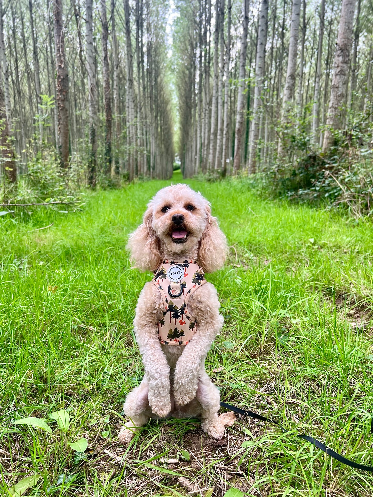 Adjustable Harness - 'Squirrel Pawtrol'