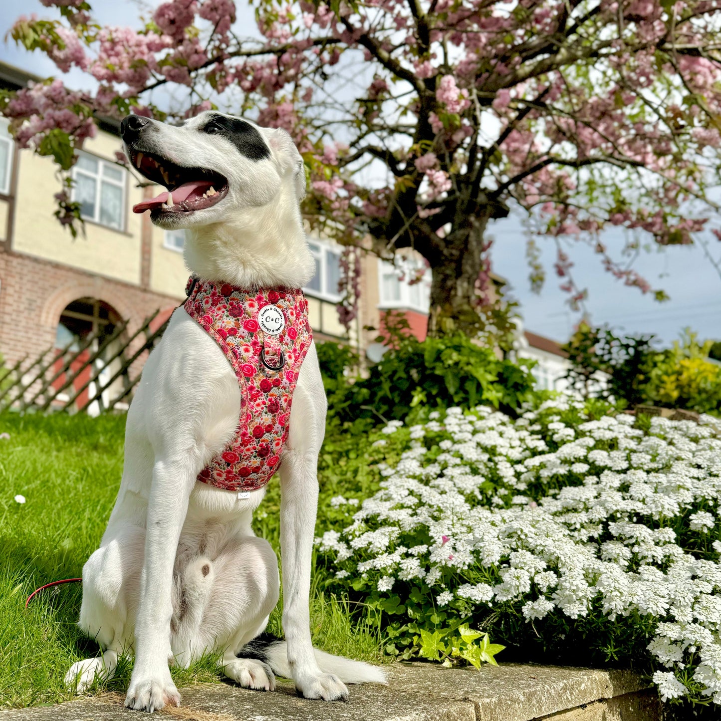 Adjustable Harness - 'Meet Me At Monet's'
