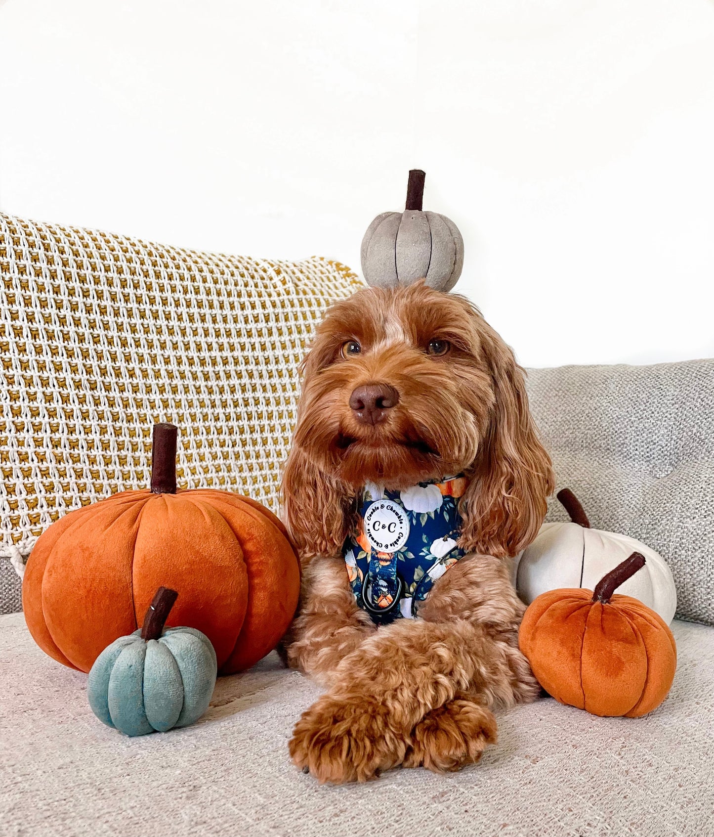 Adjustable Harness - 'My Little Pumpkin'