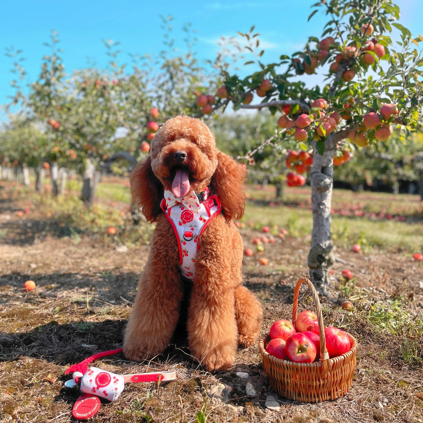Adjustable TUFF Harness - 'Apple Pawtumn Jeans'