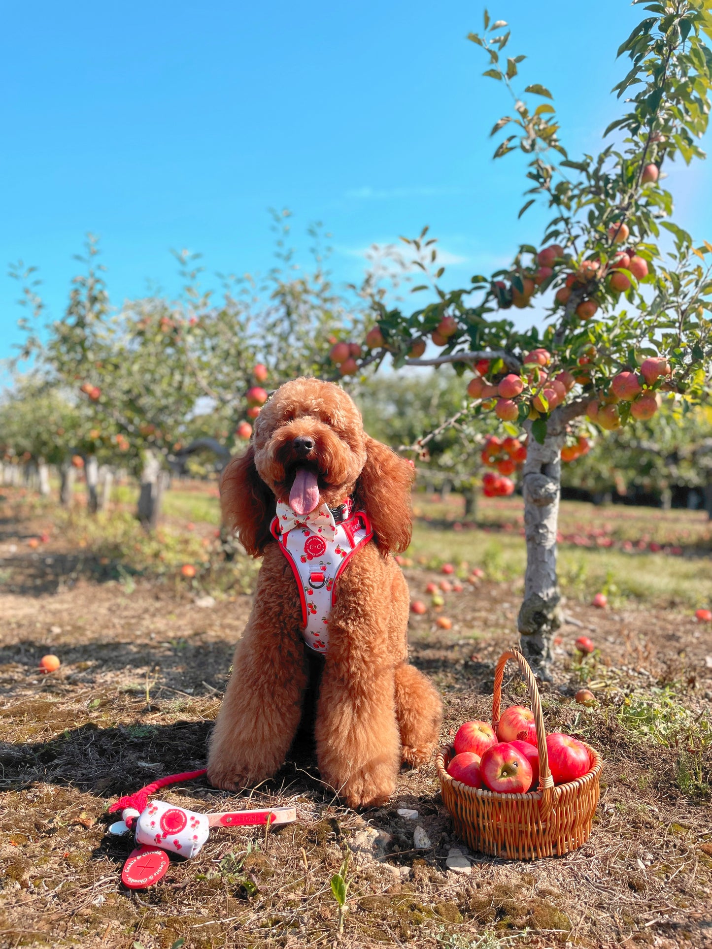 Lead – ‘Apple Pawtumn Jeans’