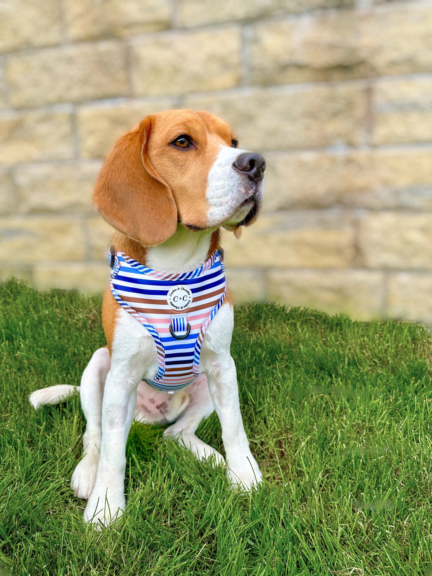 Adjustable Harness - 'I've Earned My Stripes'