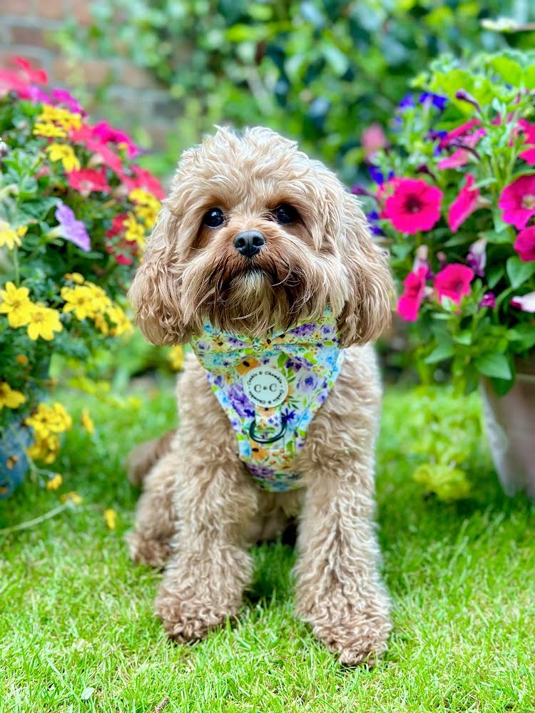 Adjustable harness - 'Once Upon A Flower'