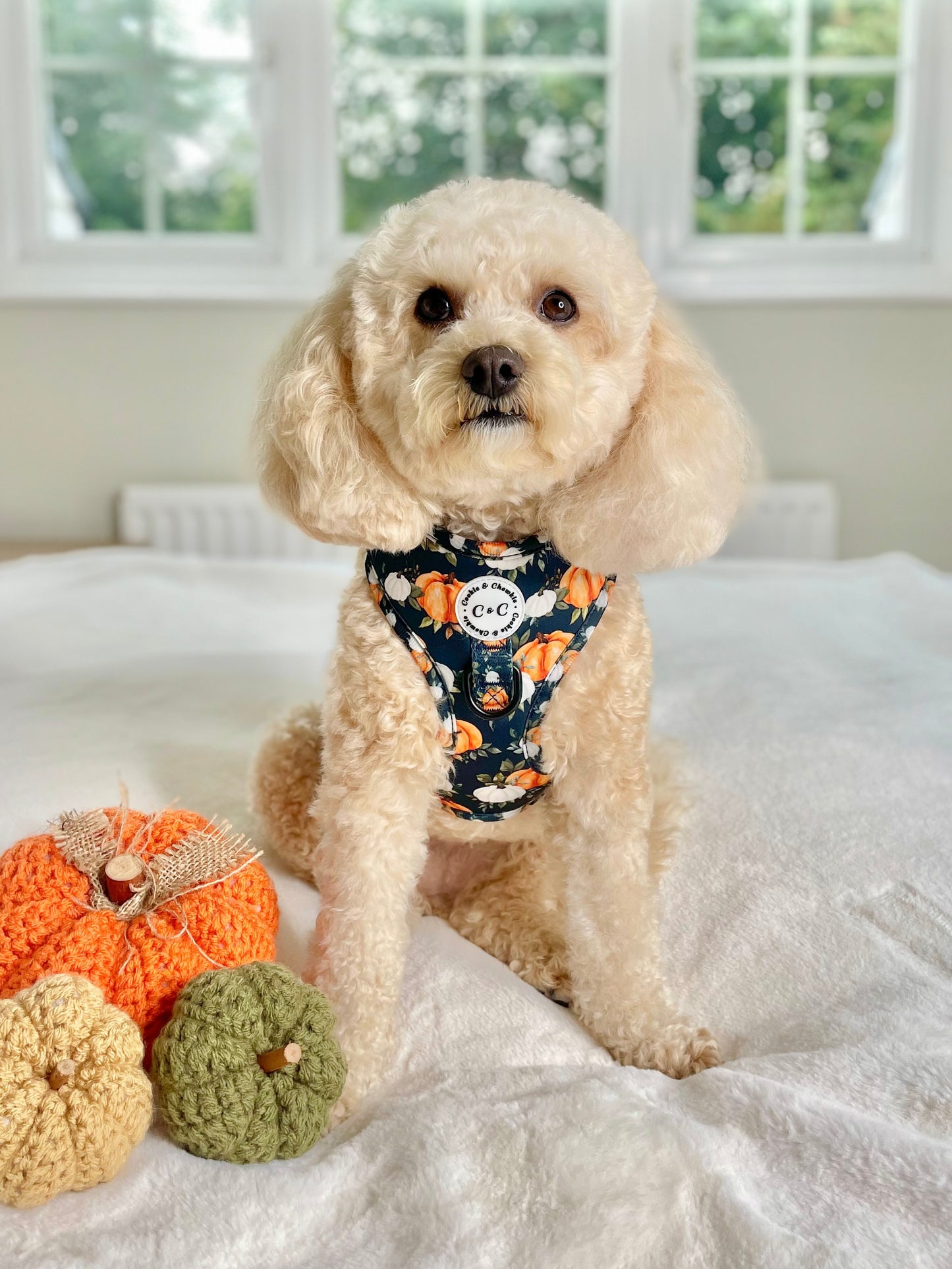 Adjustable Harness - 'My Little Pumpkin'