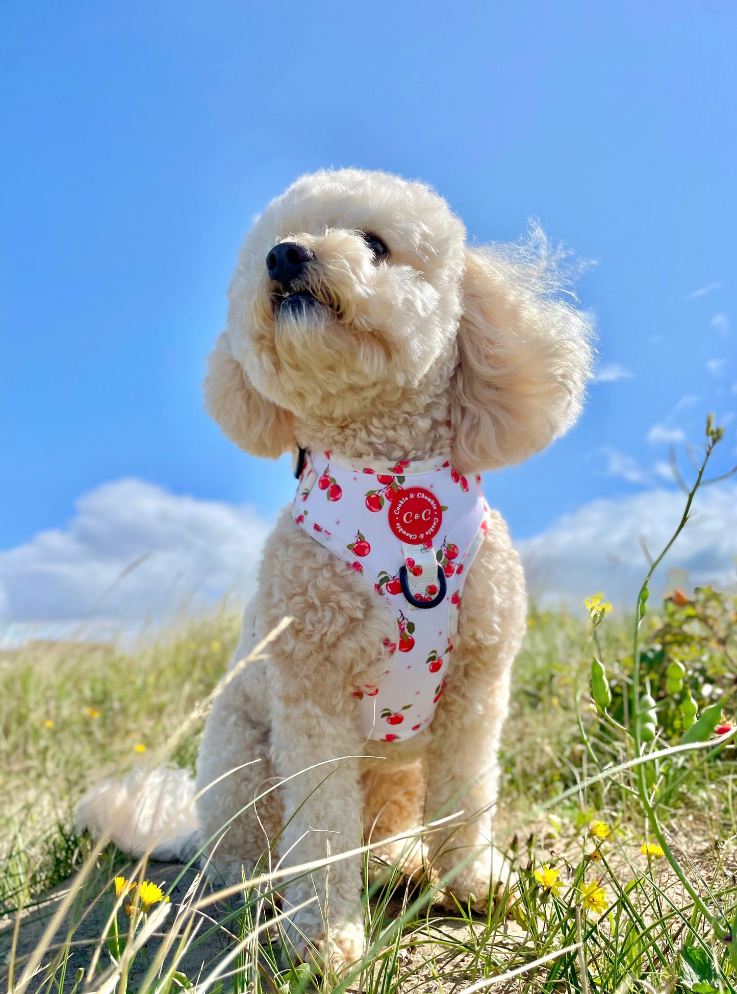 Adjustable Harness - 'Apple Pawtumn Jeans'