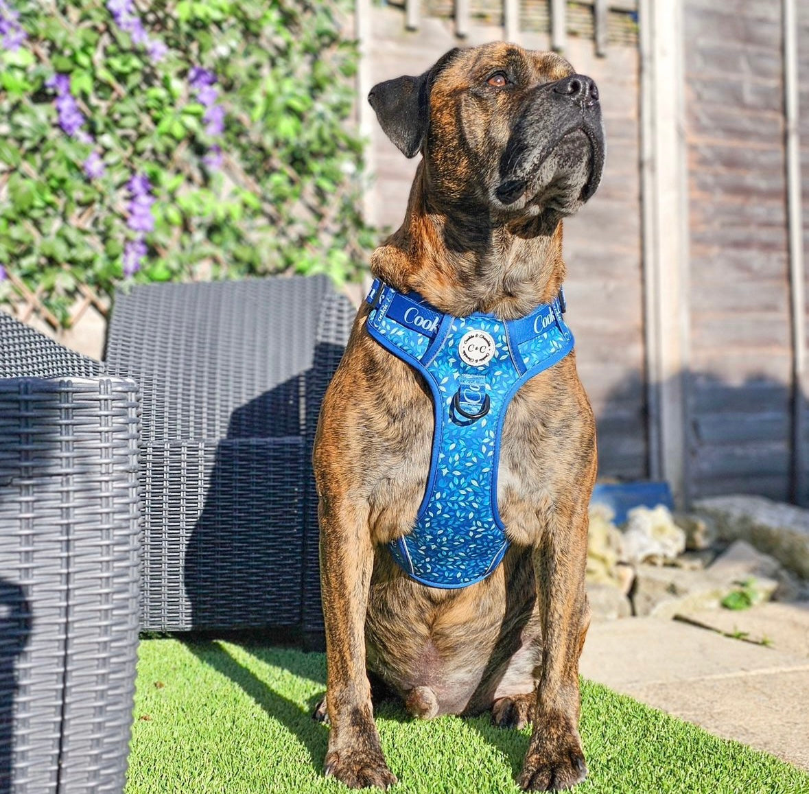 Adjustable TUFF Harness - 'Don't Stop Be-Leafing'