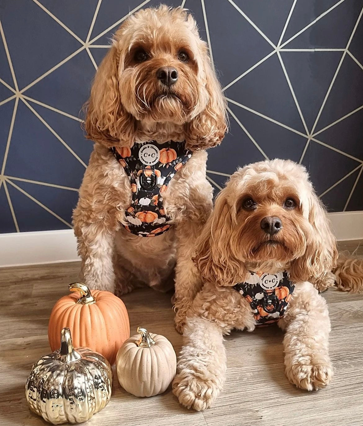 Adjustable Harness - 'My Little Pumpkin'