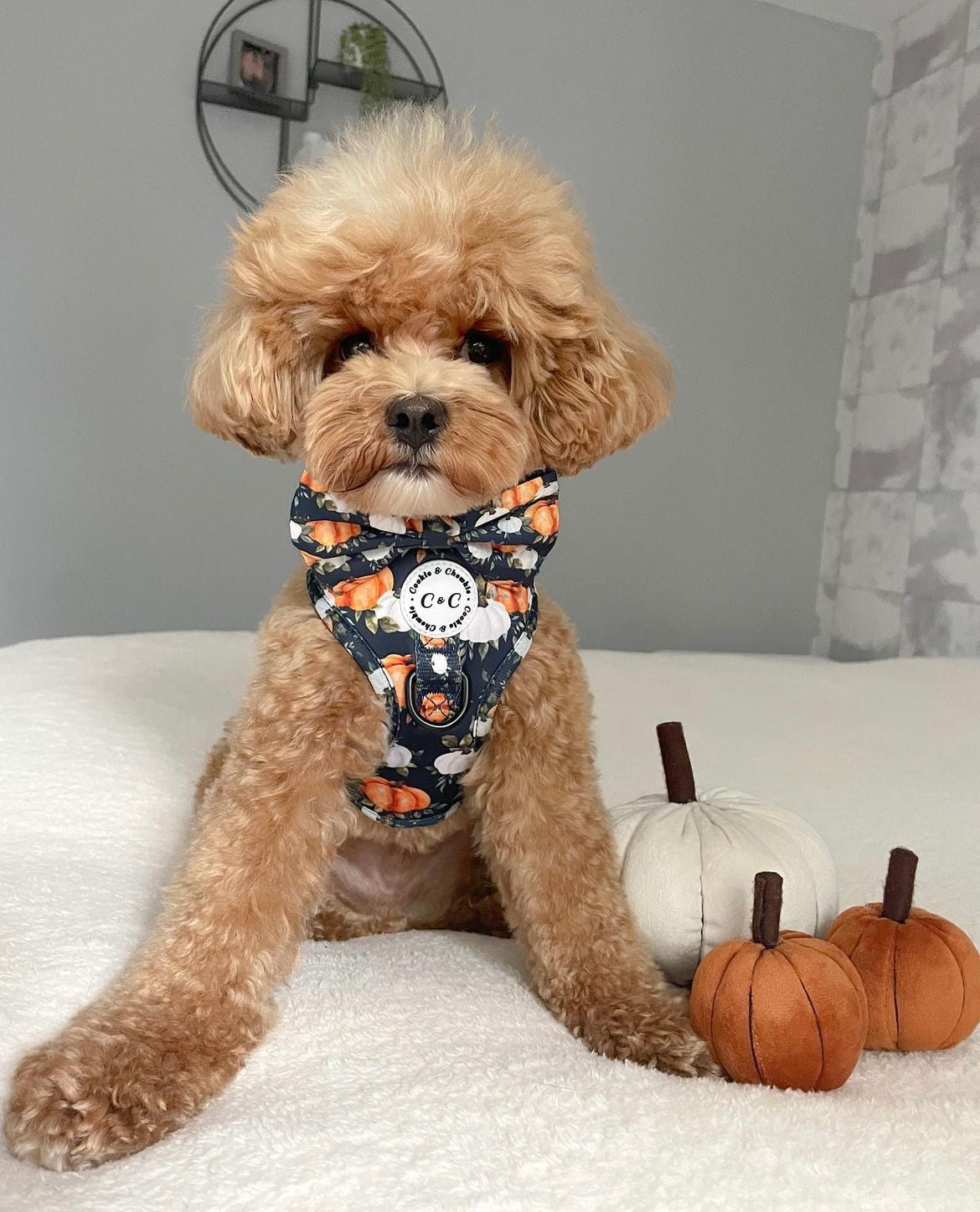 Adjustable Harness - 'My Little Pumpkin'