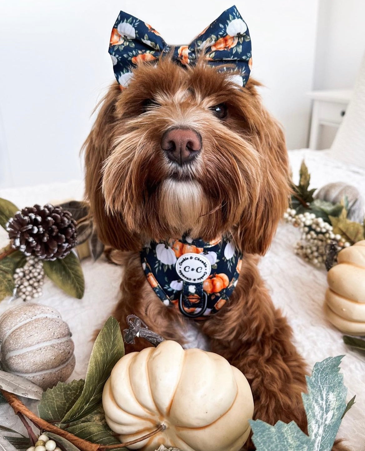 Adjustable Harness - 'My Little Pumpkin'