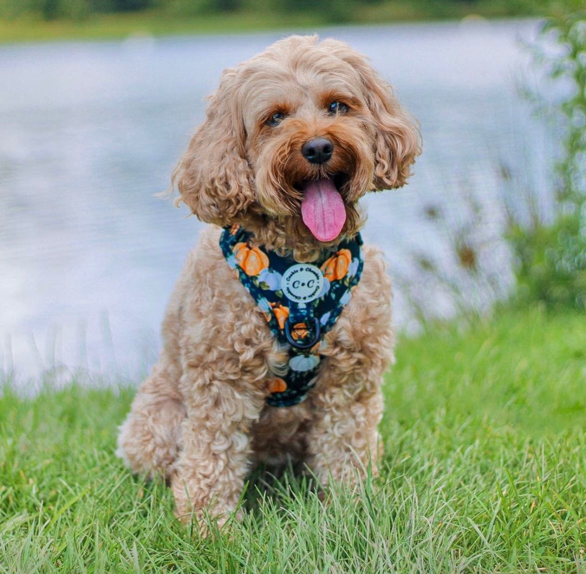 Adjustable Harness - 'My Little Pumpkin'