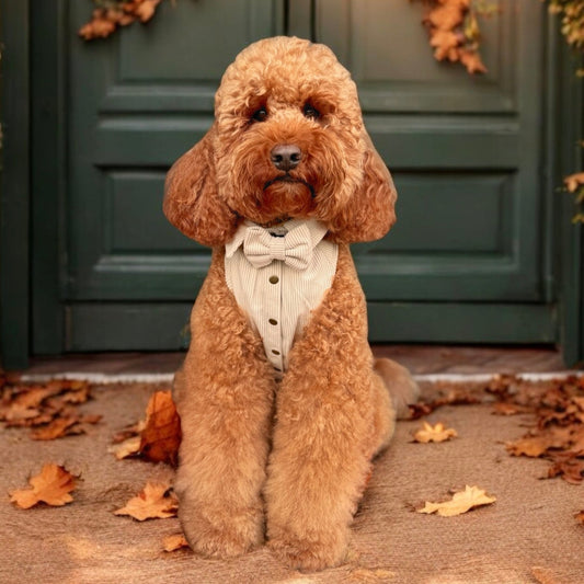 CLASSIES Corduroy Shirt - January