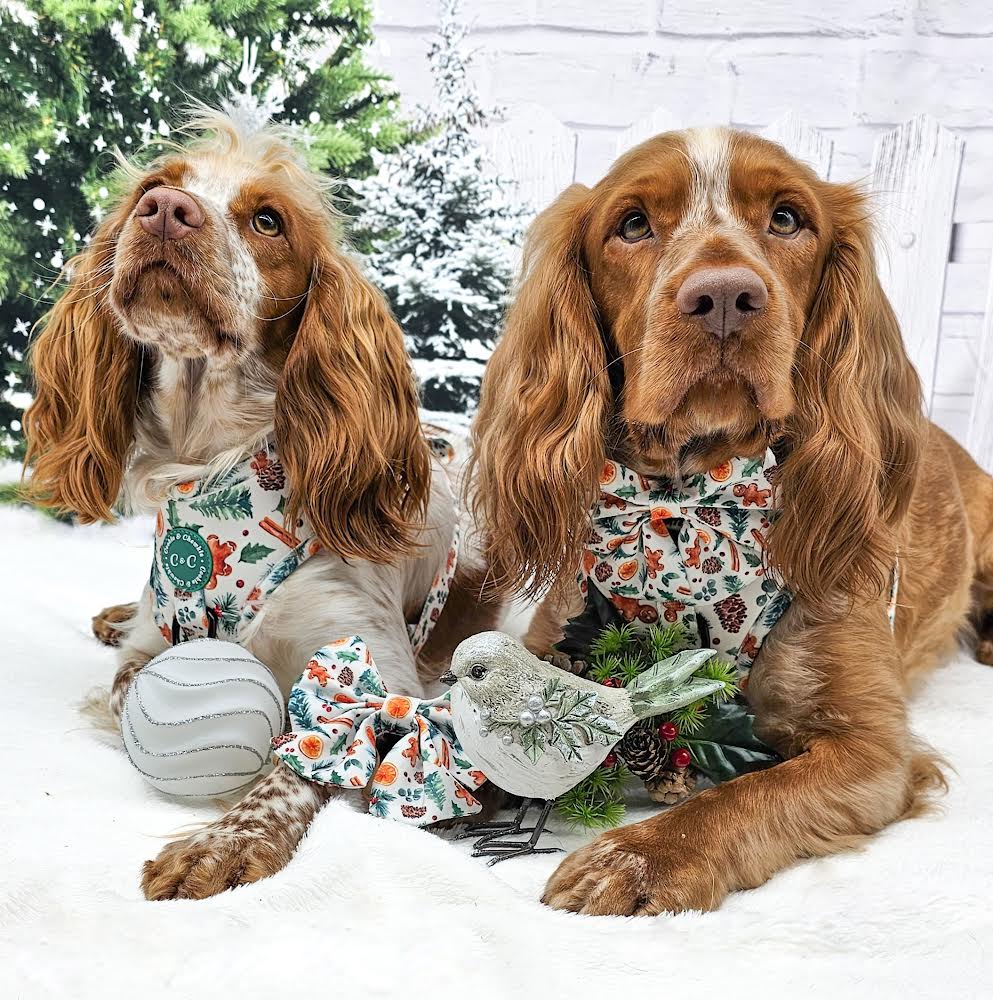 Lead – ‘Festive Pawpourri’