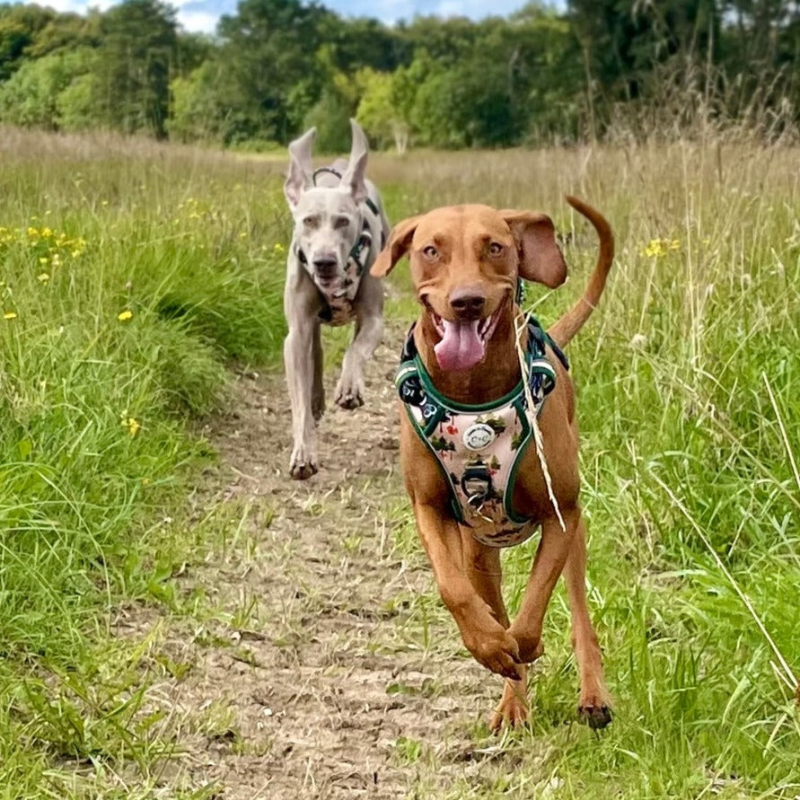 Adjustable TUFF Harness - 'Squirrel Pawtrol'