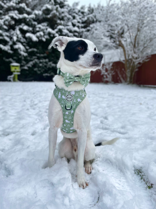 Adjustable Harness - 'The Ice Sage'