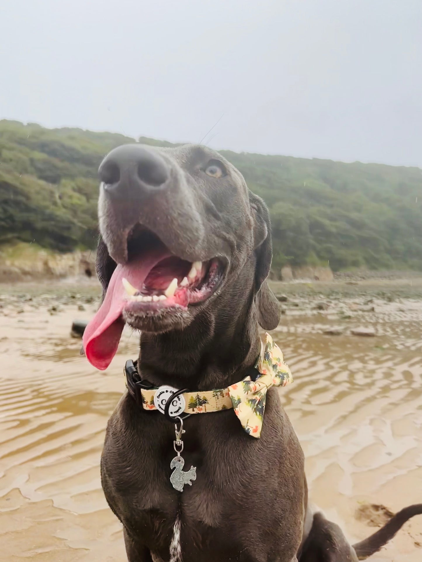 Bow Tie - 'Squirrel Pawtrol'