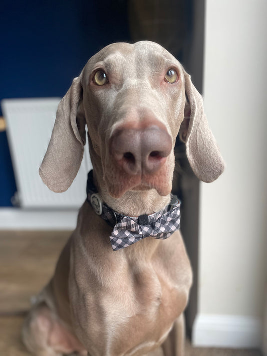 Collar - 'Livin' La Vida Mocha'