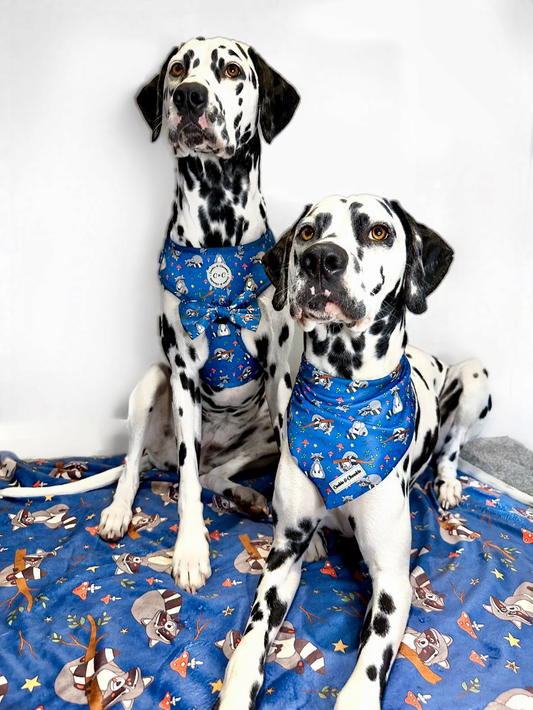 Bandana - "Midnight Forage"