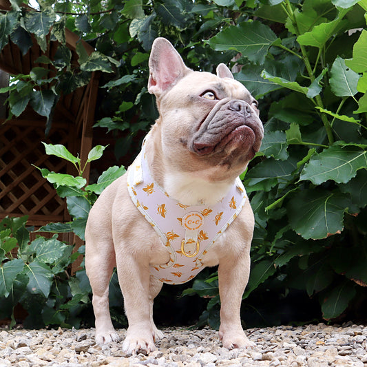 Frank C&C Bee You xx.jpeg