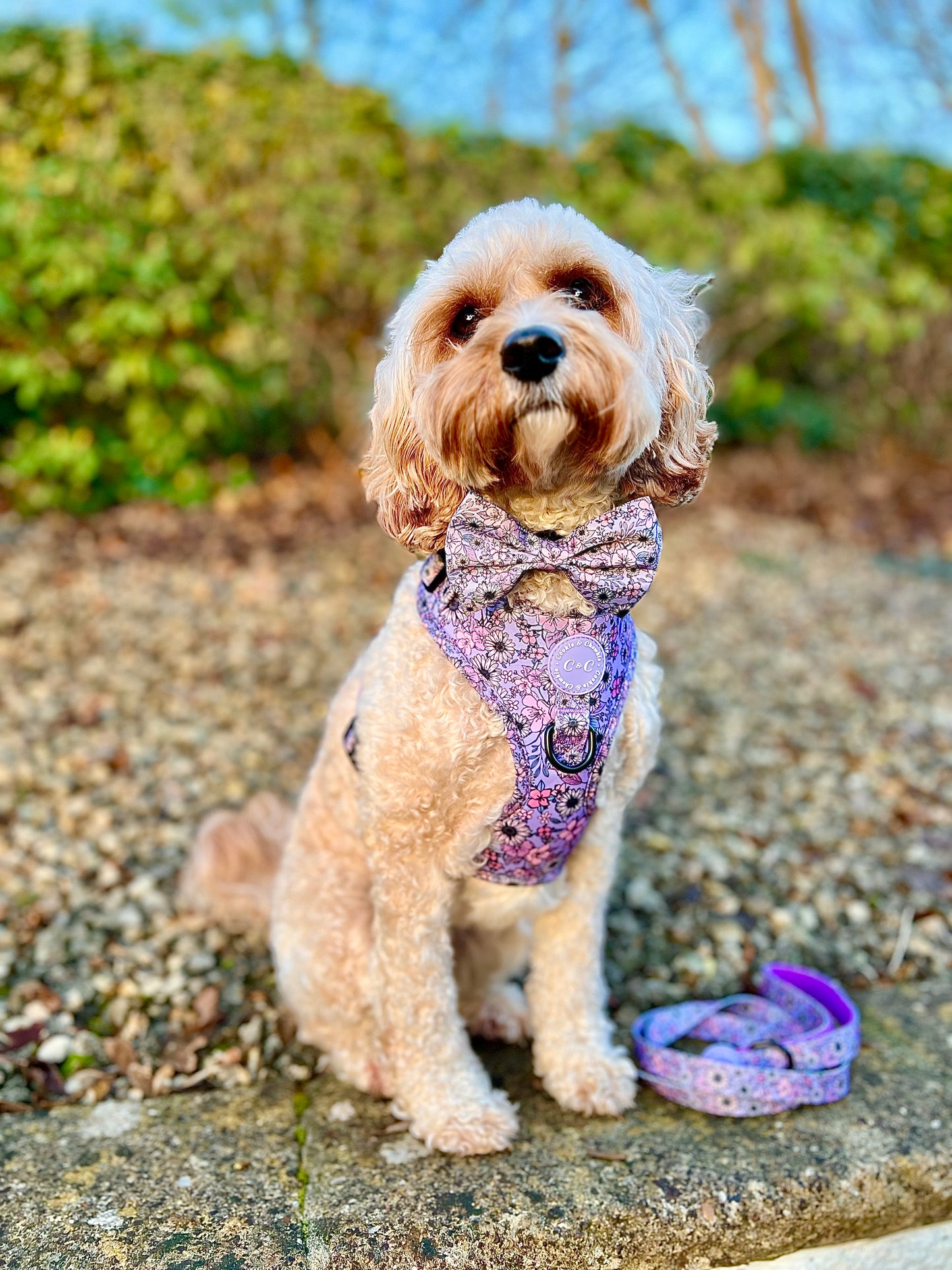 Bow Tie - 'I Can Buy Myself Flowers'