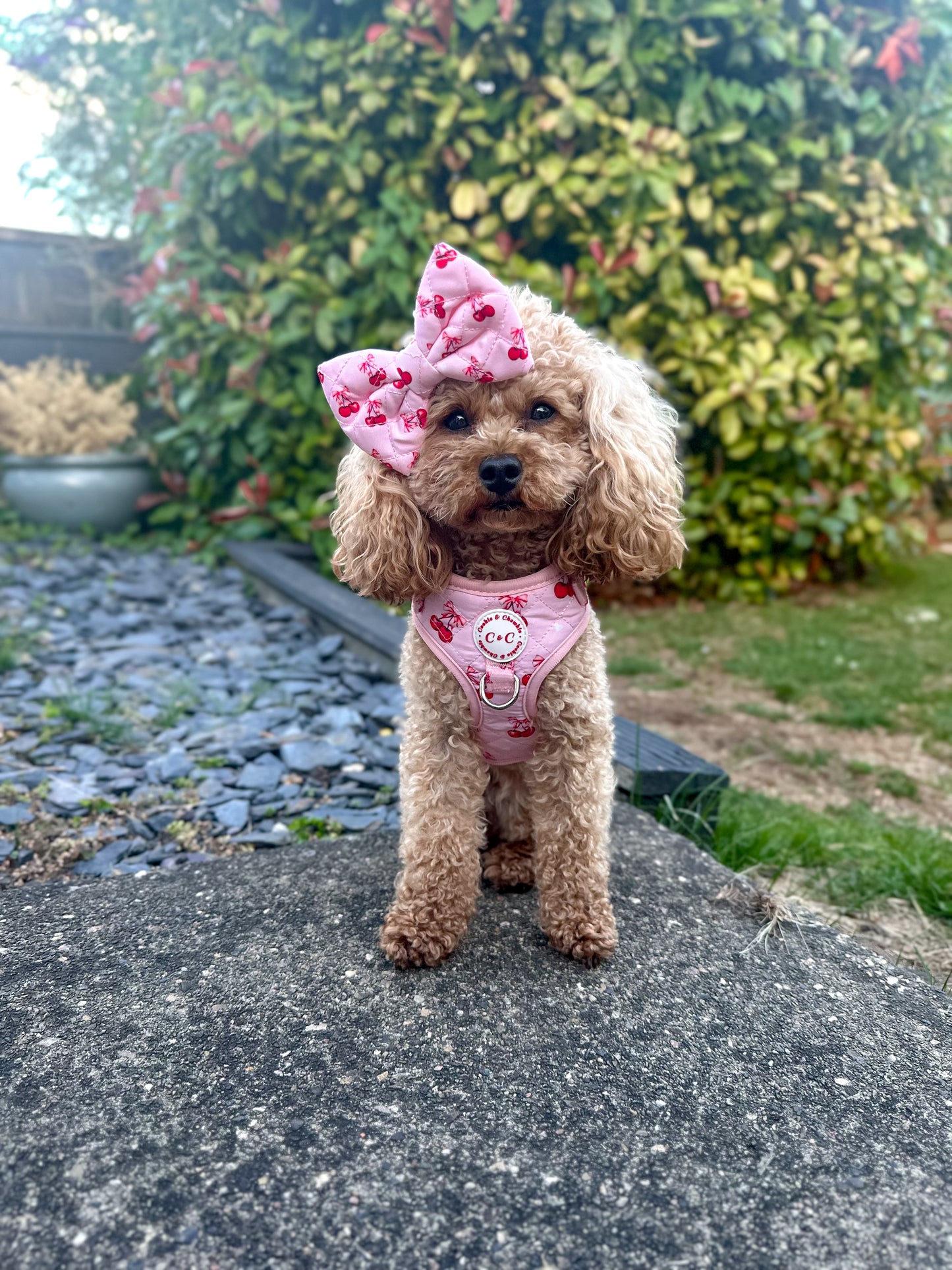 Bow Tie - 'Chérie Amour'