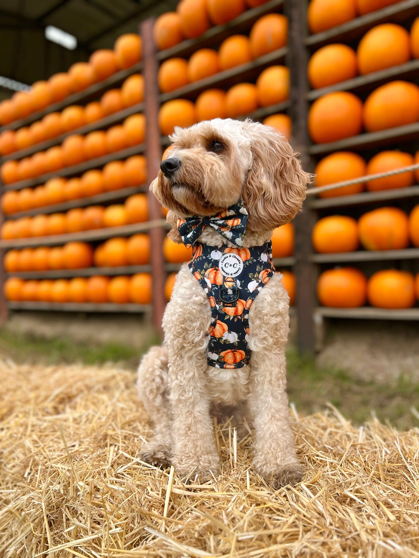 Adjustable Harness - 'My Little Pumpkin'