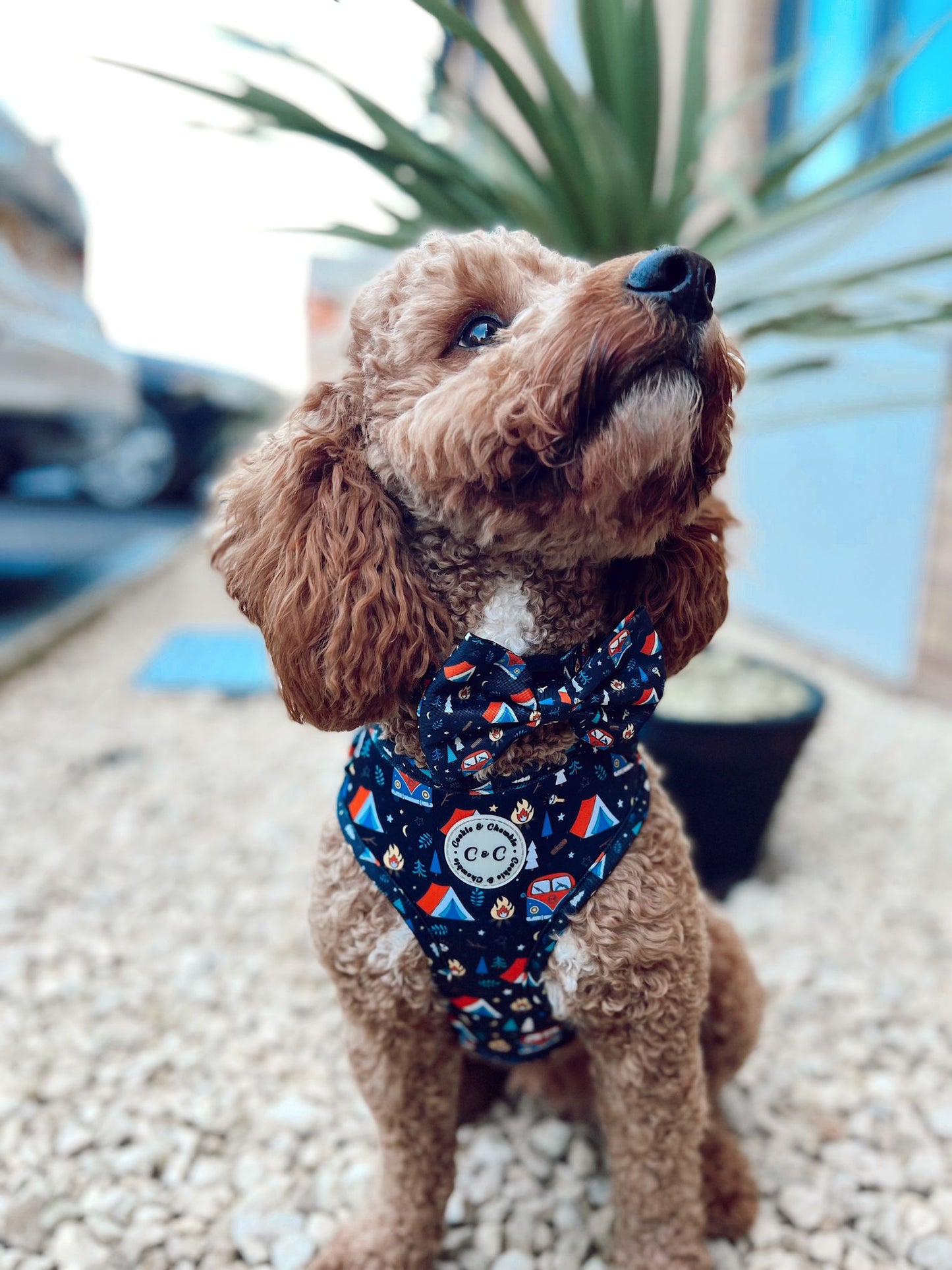 Adjustable Harness - 'The Good Life'