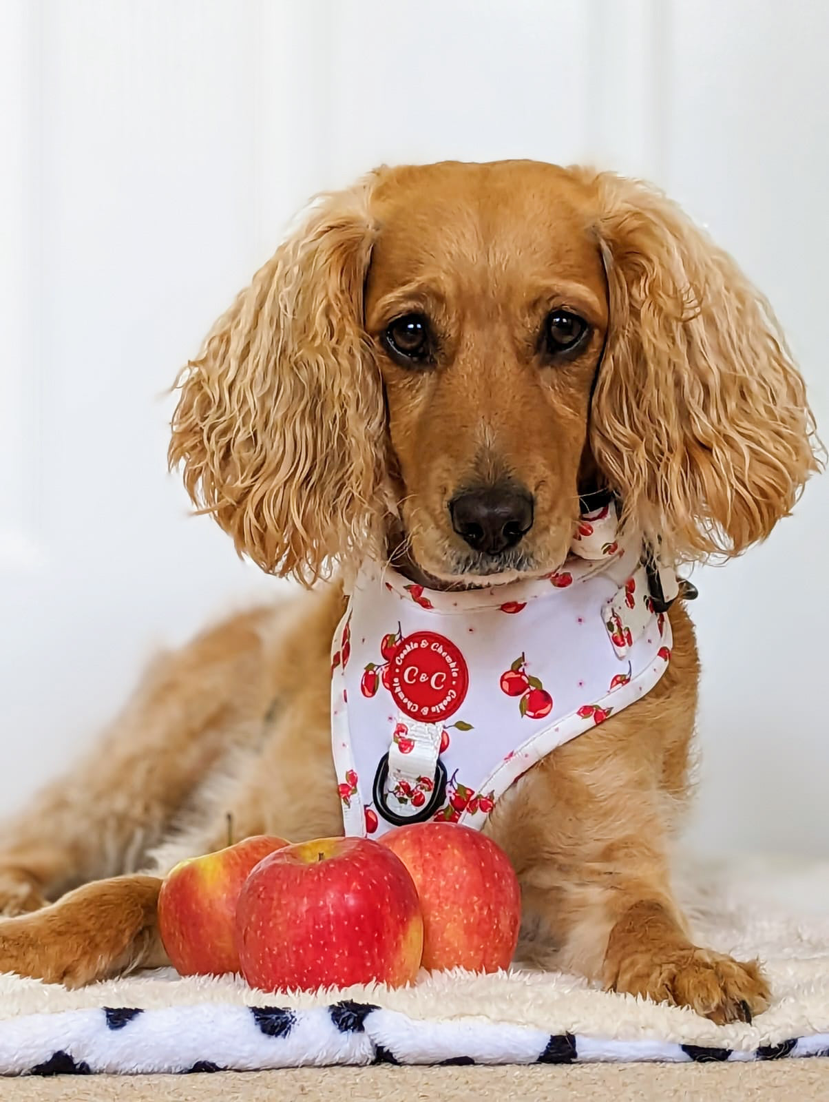 Adjustable Harness - 'Apple Pawtumn Jeans'