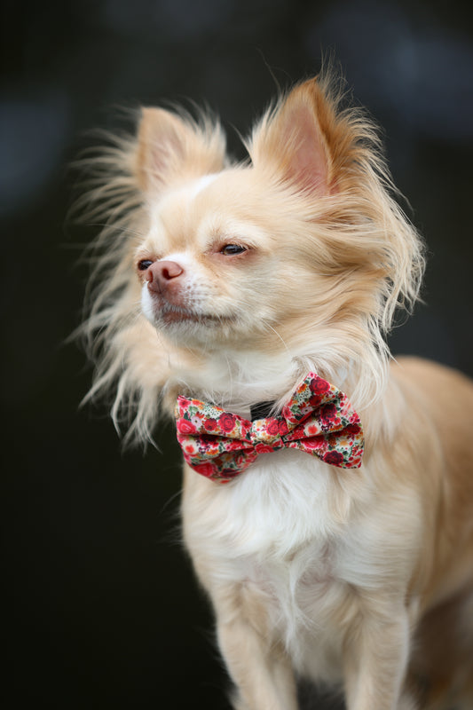 Bow Tie - 'Meet Me At Monet's'