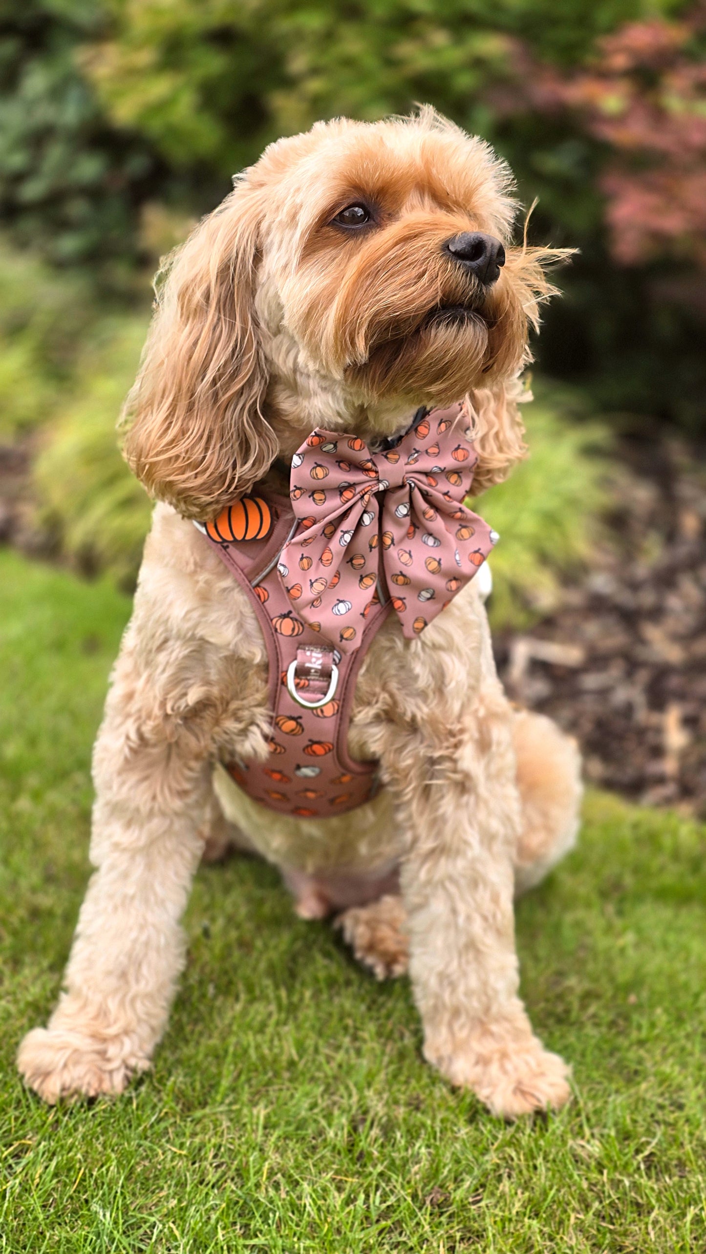 Adjustable TUFF Harness - 'Cinderella Latte'