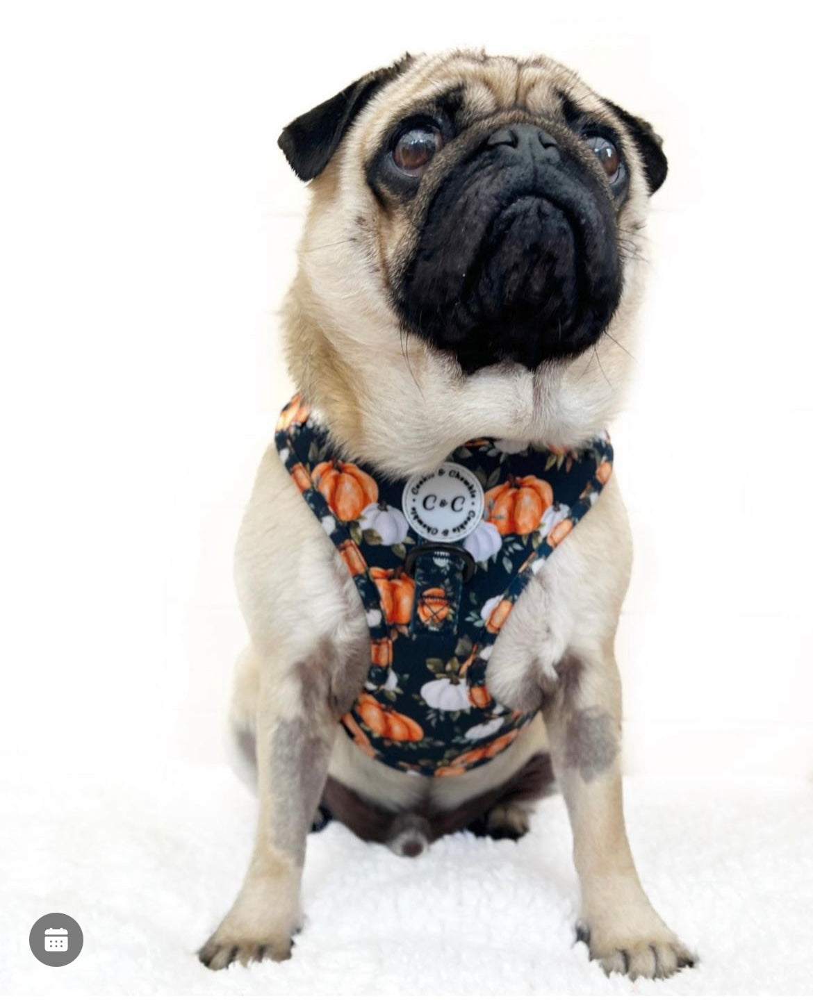Adjustable Harness - 'My Little Pumpkin'
